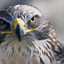 falconlover