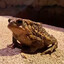 cousintoad