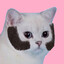 myaooow ๑ﭥ