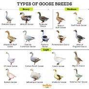 Types of goose breeds