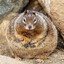 fat fucking squirrel