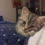 KittyCatty