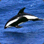 An Hourglass Dolphin