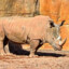 kebabpeek | rhino