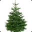 Kerstboom043