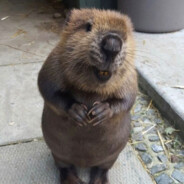 Мыкола Бражич