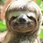 Skippy Sloth