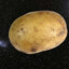 UniversalPotato