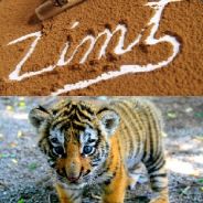 Zimttiger