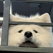 鱼