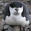 Civil Penguin