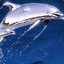 Dolphin_PS2