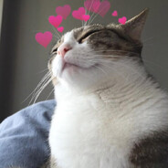 meow avatar