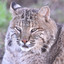 Bobcat_4