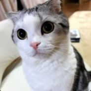 九勾玉·佳琪君