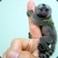 PYGMY MARMOSET