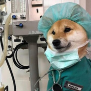 Dr Shiba