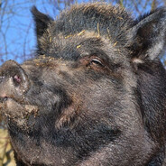 Лесной_кабан999 - steam id 76561199558005655