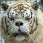 TigerTall