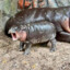 MOO DENG (the baby hippo)