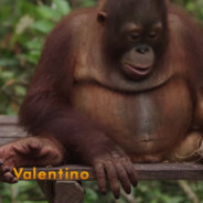 Purdue's OxyContin Profits