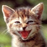 SkinnySmellyCat - steam id 76561197965639096