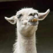 Llamastyles