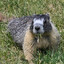 NoProbllama
