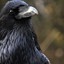 (The other) Raven