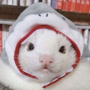 Ferret