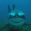 Scuba