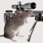 Sniper Rat