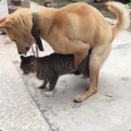 笆笆