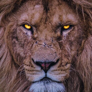 𝐒𝐜𝐚𝐫𝐟𝐚𝐜𝐞