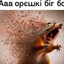 орєшкі біг боб