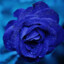 Foxy Rose