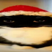 Бакалавр писек