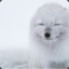 Snowbear