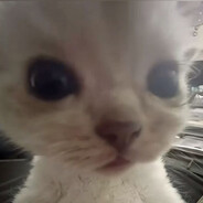 meowmata