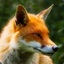 FueledFox