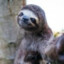 Sloth_