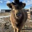 cowboykilla