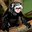 Saguinus mystax