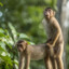 Fucking monkeys