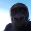 1 gorilla&lt;100 men
