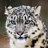 white panther - steam id 76561197965594087