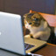 meowwwm