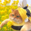 bee cat