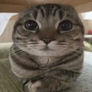 玩家头像