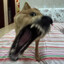 RaxaHax